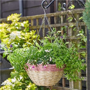 Hanging Basket Candy Pink14"